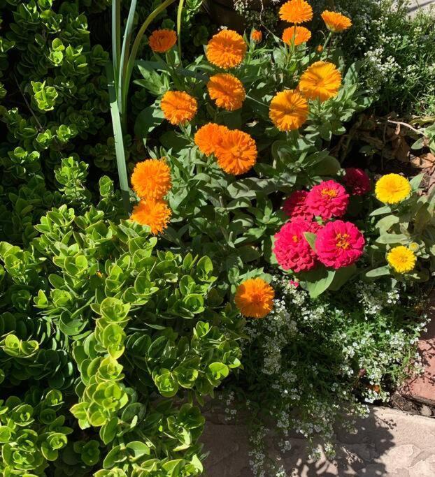 Encanto Cactus Flower Casita Phoenix Dış mekan fotoğraf